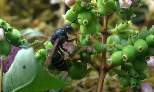 Dolichovespula media